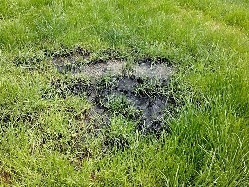 What Are the Signs of a Failing Drain Field